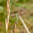 Plant Bug