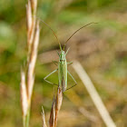 Plant Bug