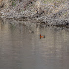 Cinnamon Teal