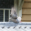 Crested Pigeon