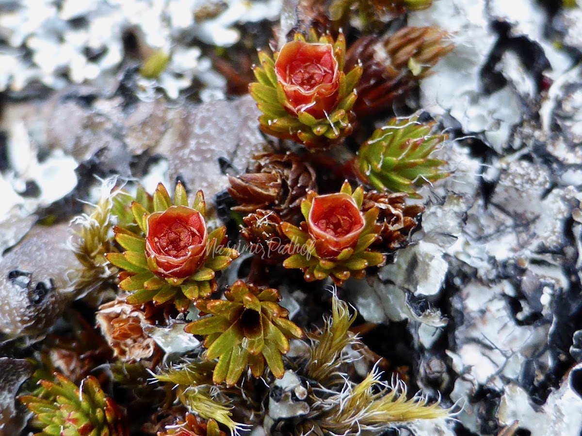 Bristly Haircap Moss