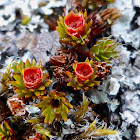 Bristly Haircap Moss