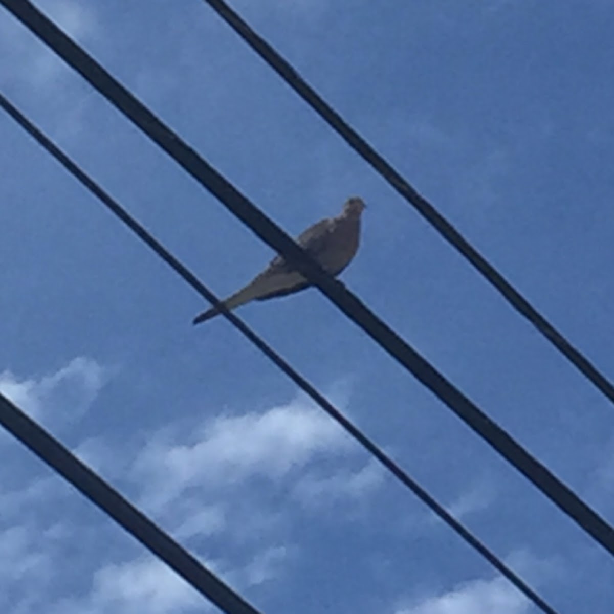 Mourning Dove