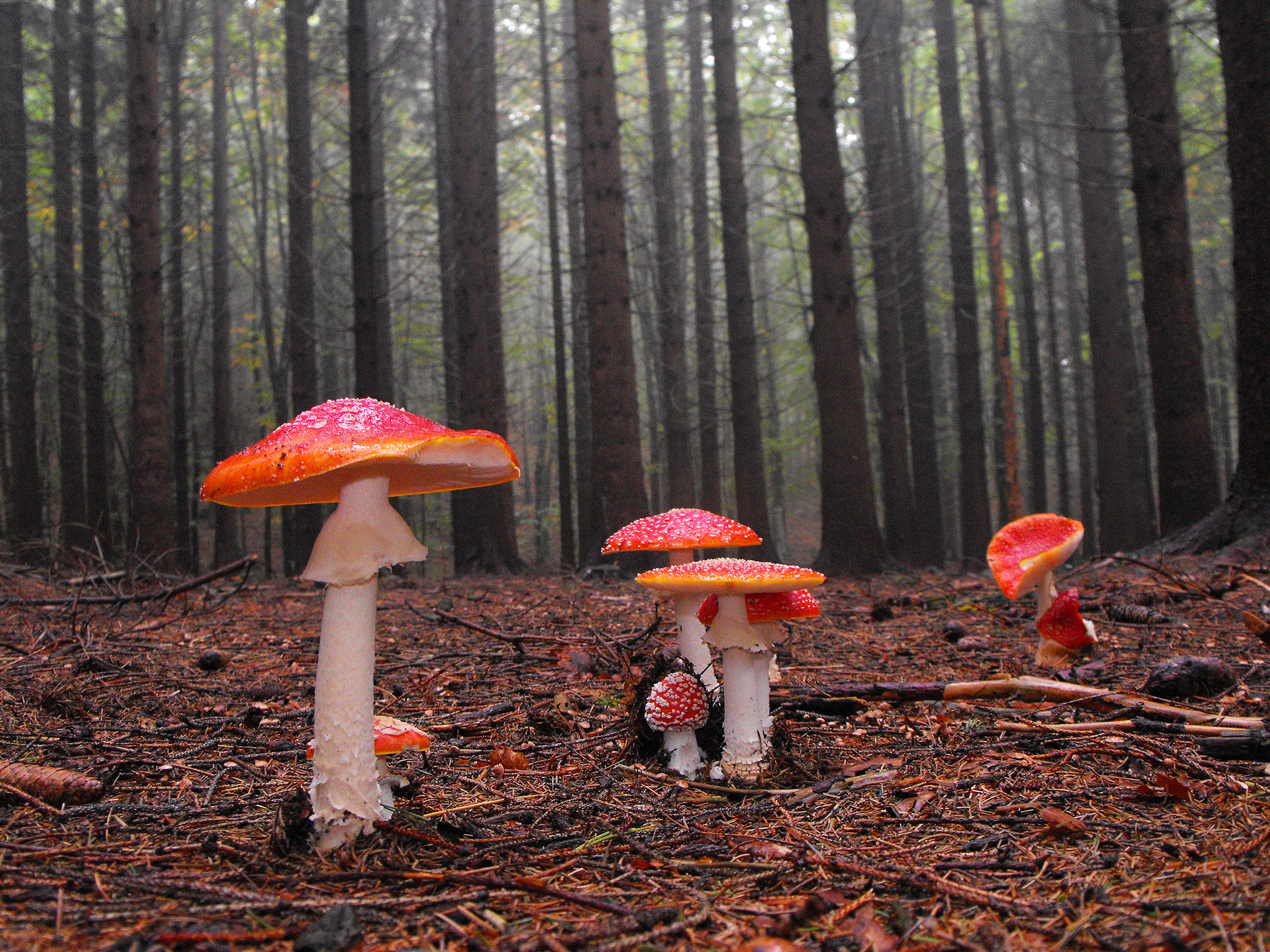 Il bosco delle fiabe di LucaMonego