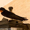 Barn Swallow; Golondrina Común