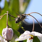 Common dotted fruit chafer