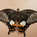 Common Mormon