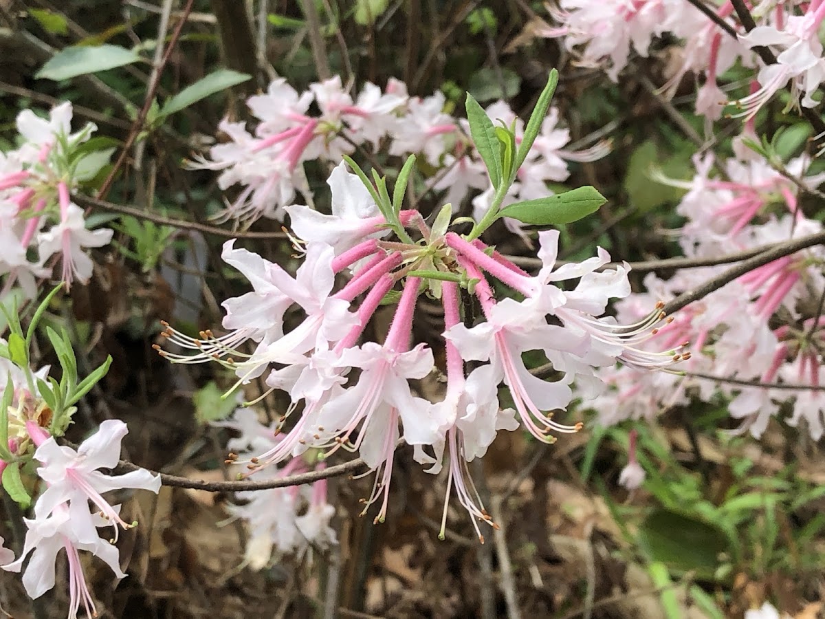 Wild Azalea