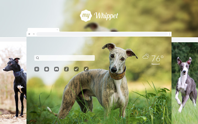 My Whippet HD Wallpapers New Tab