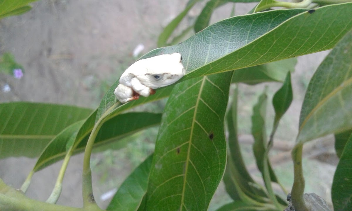 Marbled Reed frog or Painted Reed frog