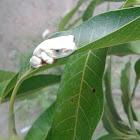 Marbled Reed frog or Painted Reed frog