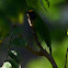 Golden fronted Leafbird