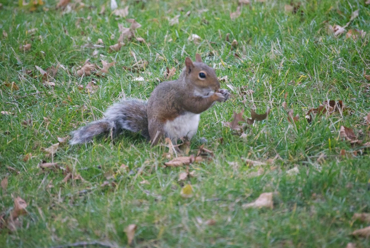 Eastern gray squirrel