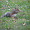 Eastern gray squirrel