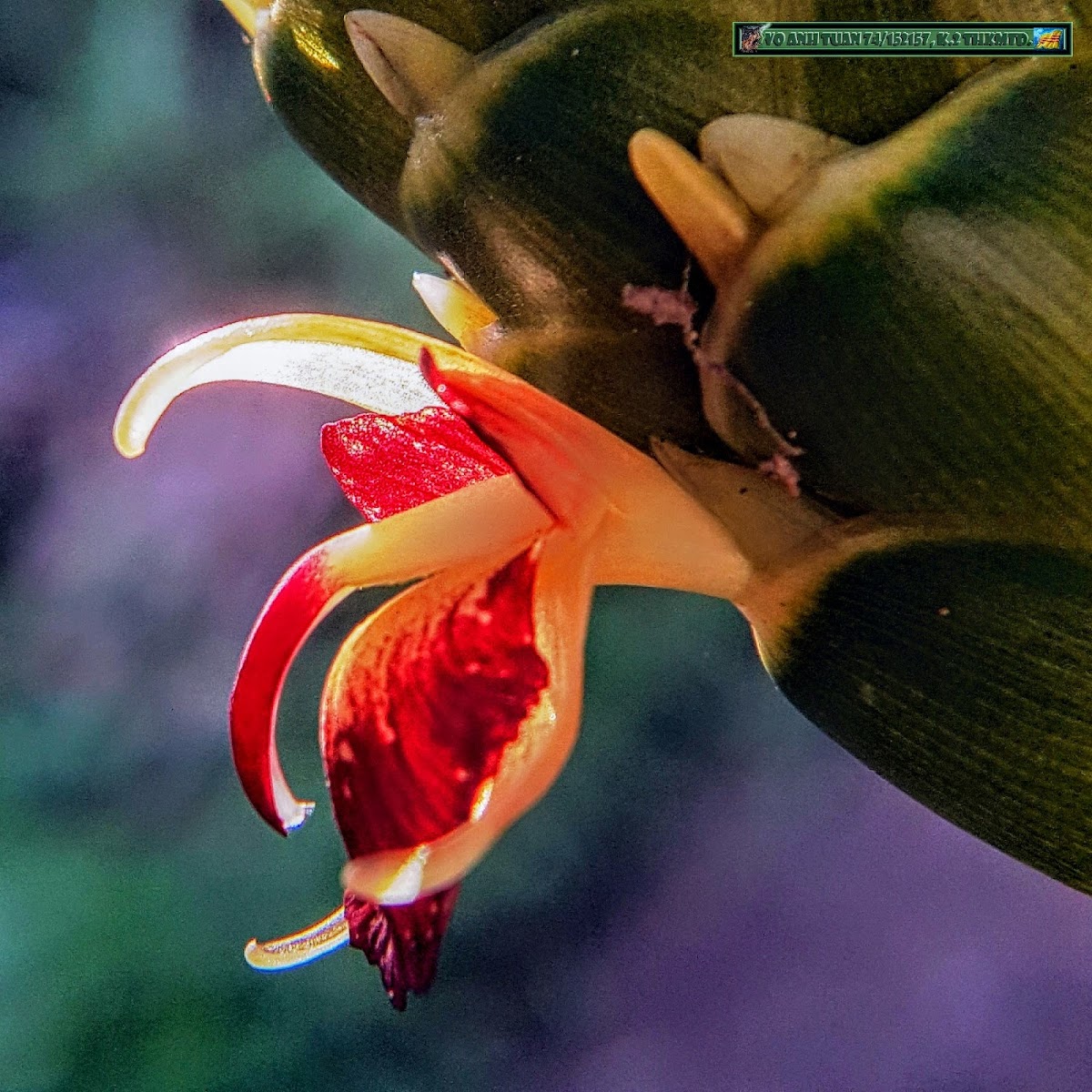 Garden Ginger flower