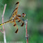 Painted Skimmer dragonfly (male)