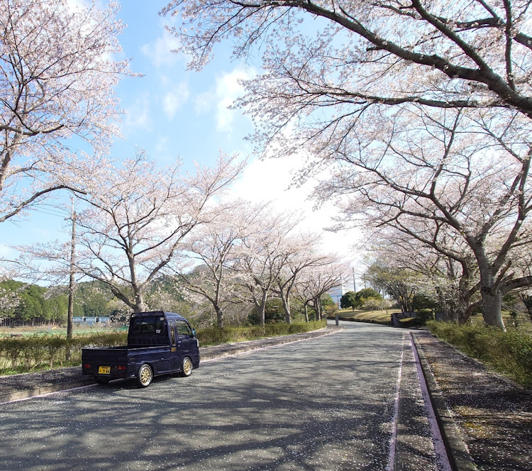 ハイゼットトラックのサンバートラック・BBS・サクラと愛車・グリル大百科・桜と愛車に関するカスタム事例の投稿画像3枚目