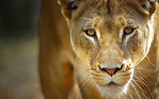 lioness-2