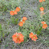 Scarlet Mallow