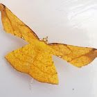 Ochre Broken-Leaf Moth