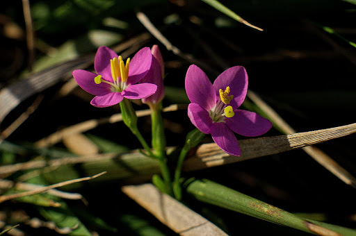 Centaurium pulchellum