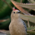 Gila Woodpecker