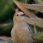 Gila Woodpecker