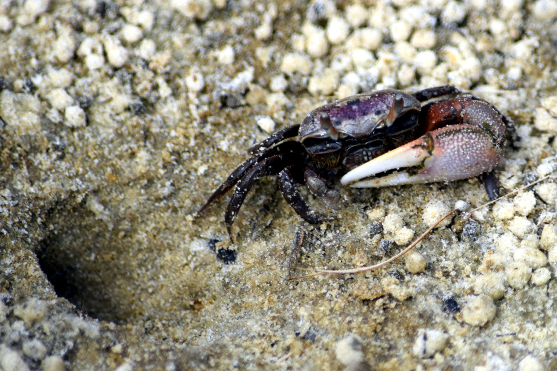 Fiddler Crab