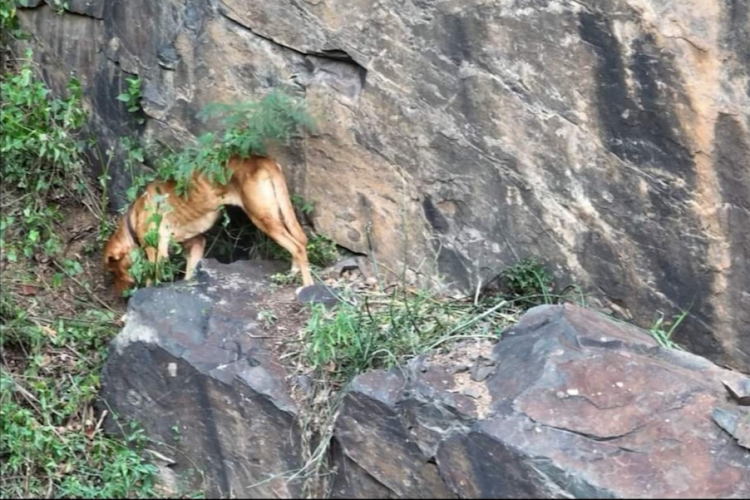 A dog was rescued after being stuck for four days on a cliff ledge in Durban.