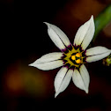 Sisyrinchium