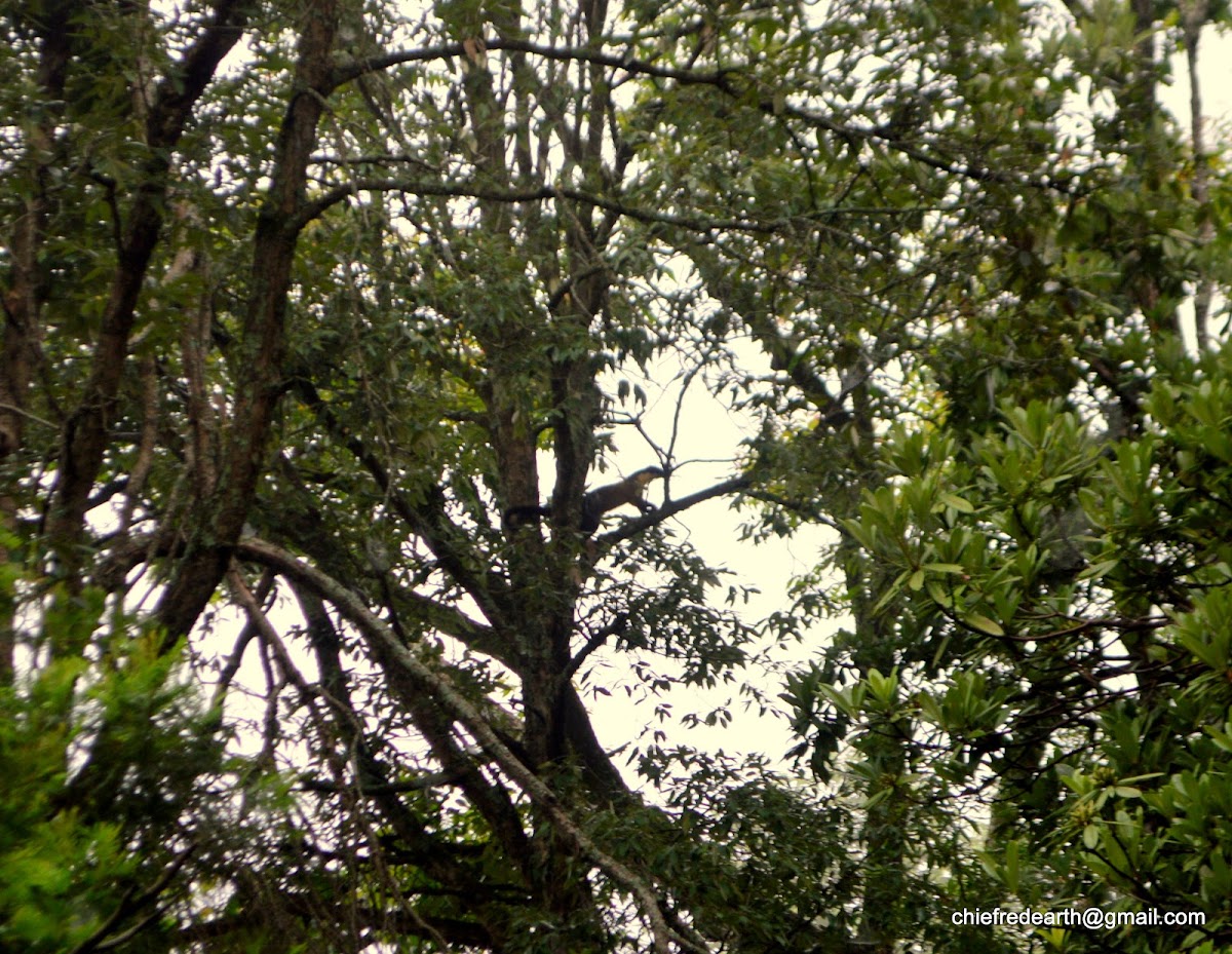 Yellow-throated marten