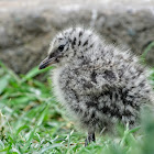 Red-billed Gull (chick)