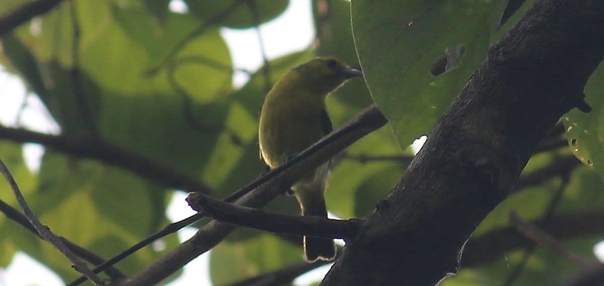 Common Iora