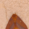 Southern Pink-striped Oakworm Moth