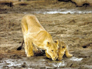 CLOSE UP OF OUR MAGNIFICENT BIG CATS: Lions drink at a water hole.