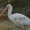 White Ibis