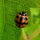 Six-Spotted Lady Beetle