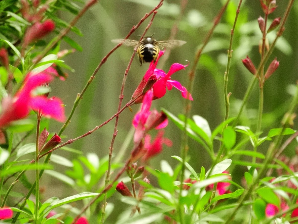 Carpenter bee