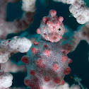 Bargibanti Pygmy Seahorse