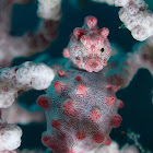 Bargibanti Pygmy Seahorse