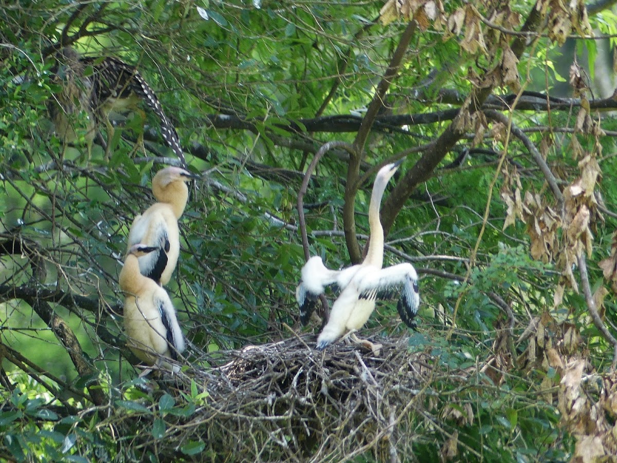 Anhinga