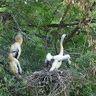 Anhinga