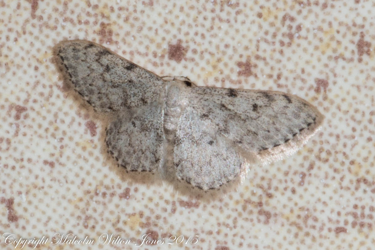 Small wave moth