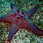 Honeycomb Cushion Star