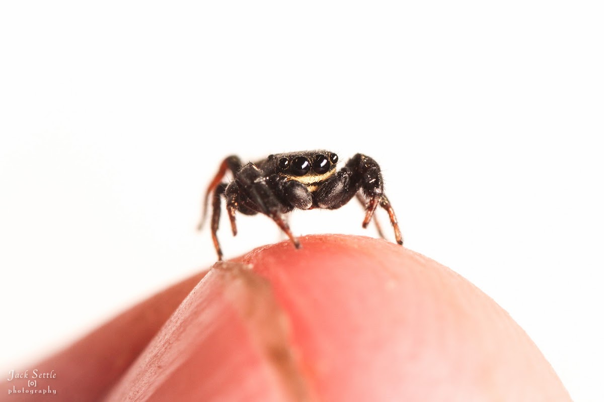 Jumping Spider