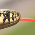 Garter Snake