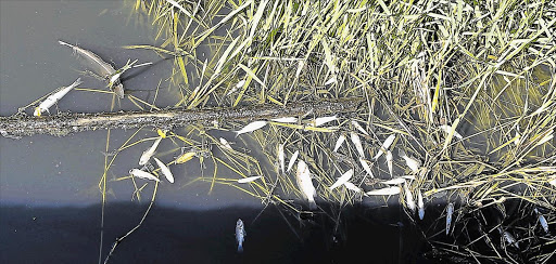 ENVIRONMENT HARMED: Some of scores of small river fish killed by a major sewage spill upstream of the Quinera river this week. BCM sent a team to clean up near a weir at Edly Symons Street in Beacon Bay yesterday Picture: STEPHANIE LLOYD ENVIRONMENT HARMED: Some of scores of small river fish killed by a major sewage spill upstream of the Quinera river this week. BCM sent a team to clean up near a weir at Edly Symons Street in Beacon Bay yesterday Picture: STEPHANIE LLOYD