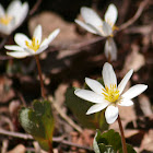 Bloodroot