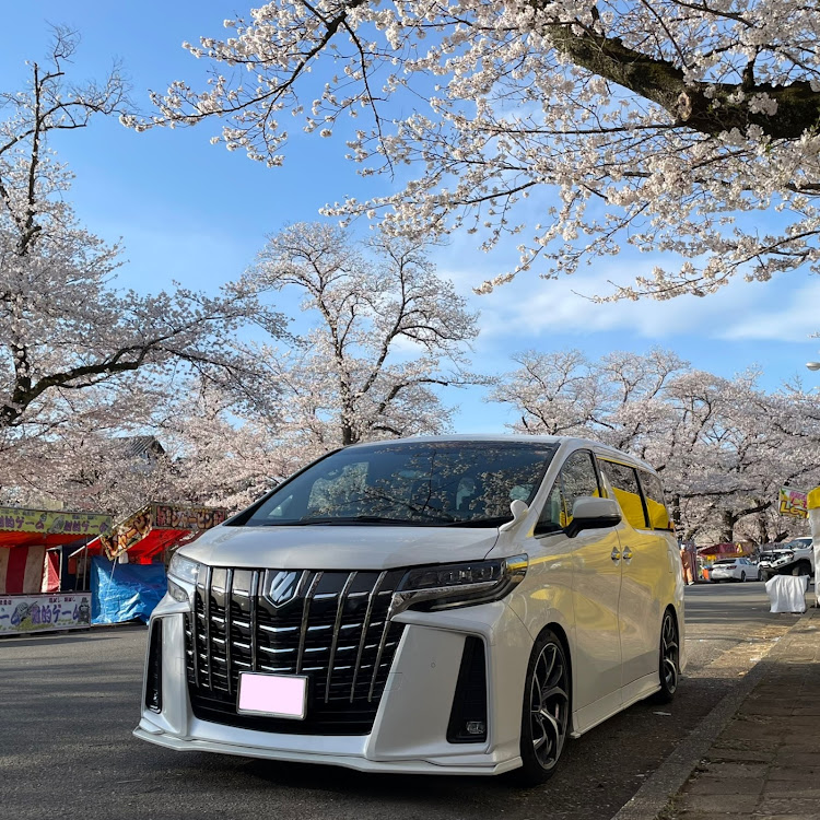 アルファードの桜と愛車・サクラ色・サクラコラボ・快晴・リアビューに関するカスタム事例の投稿画像2枚目