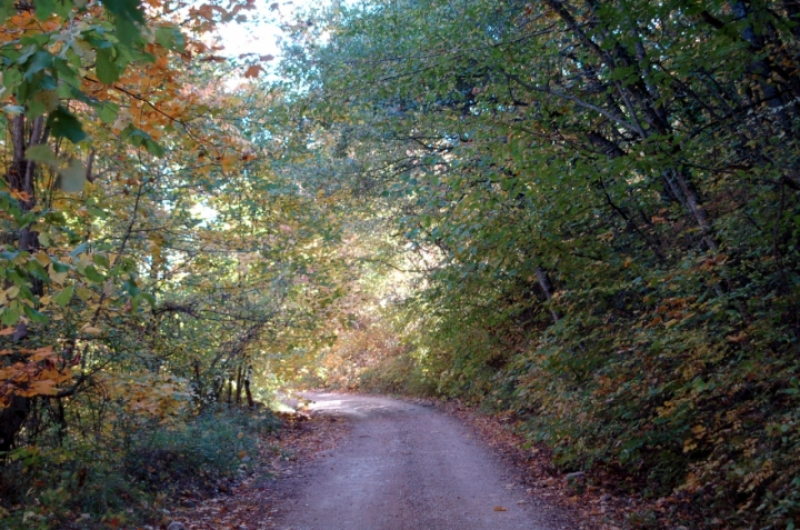 Tunnel di foglie di fefo58